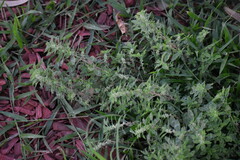 Amaranthus polygonoides
