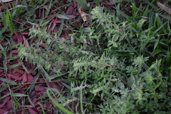 Amaranthus polygonoides