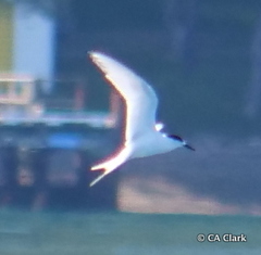 Sterna striata striata