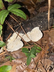 Trametes lactinea