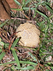 Calvatia cyathiformis