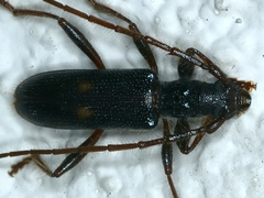 Atesta angasi