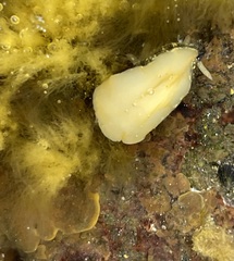 Smaragdinella calyculata