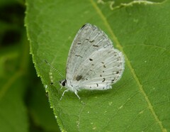 Celastrina