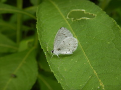 Celastrina