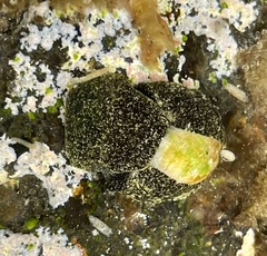Smaragdinella calyculata