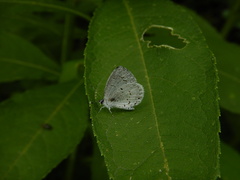Celastrina