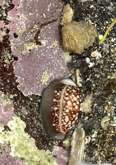 Monetaria caputophidii