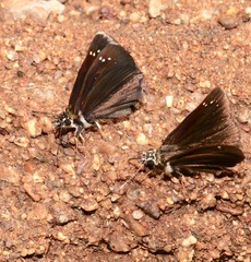 Pholisora