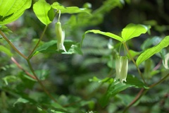 Prosartes smithii