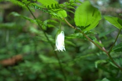 Prosartes smithii