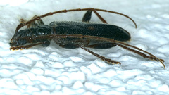 Atesta angasi