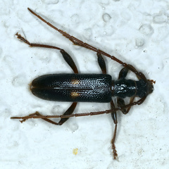 Atesta angasi