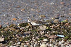 Calidris pusilla