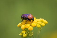 Leucocelis