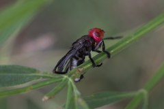 Bromophila caffra