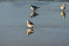 Calidris alba