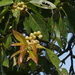 Ficus virens - Photo (c) Radha Veach, algunos derechos reservados (CC BY-NC), subido por Radha Veach