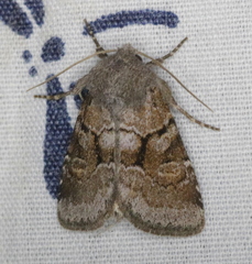 Oligia minuscula