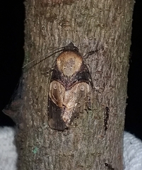 Hampsonodes naevia