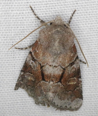 Oligia minuscula