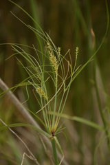 Cyperus giganteus