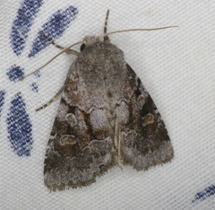 Oligia minuscula