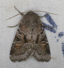 Oligia minuscula