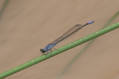 Pseudagrion salisburyense