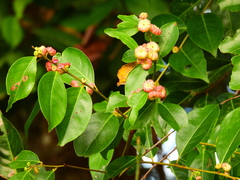 Glochidion harveyanum