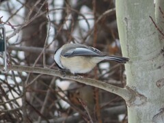 Poecile atricapillus