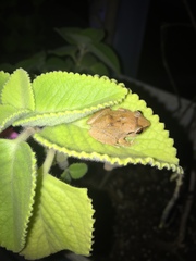 Eleutherodactylus antillensis