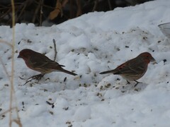 Haemorhous mexicanus