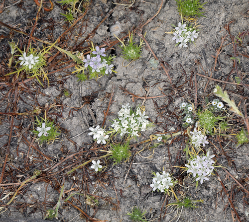 iNaturalist observation photo of Navarretia leucocephala leucocephala
