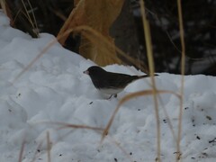 Junco hyemalis