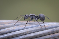 Polyrhachis schistacea
