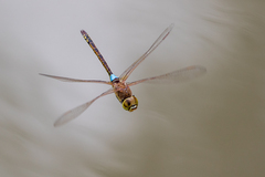 Anax ephippiger