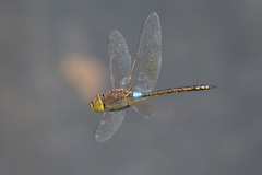 Anax ephippiger