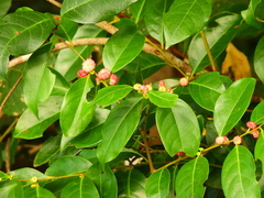 Glochidion harveyanum