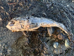 Myoxocephalus polyacanthocephalus