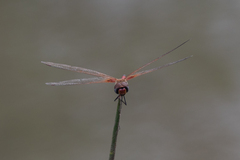 Tramea basilaris