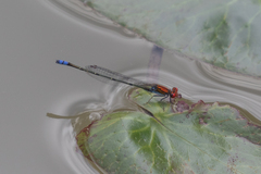 Pseudagrion massaicum