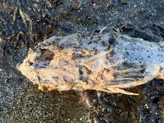 Myoxocephalus polyacanthocephalus