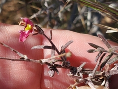Krameria bicolor