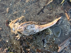 Myoxocephalus polyacanthocephalus
