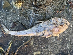 Myoxocephalus polyacanthocephalus