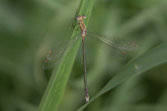 Lestes plagiatus