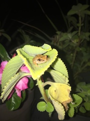 Eleutherodactylus antillensis