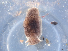 Pleurobranchaea maculata