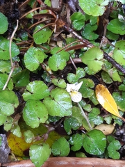 Viola filicaulis